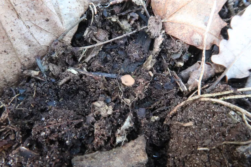 Ciboria amentacea 1 - IMG_2780